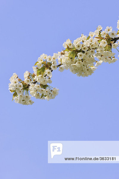 Flowering cherry trees in spring