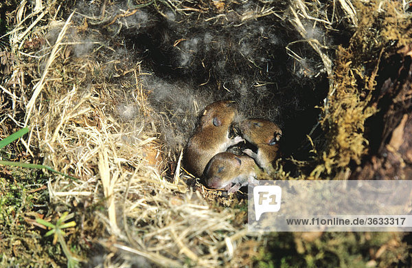 Junge  noch blinde Rötelmäuse (Clethrionomys glareolus) im Nest  Allgäu  Bayern  Deutschland  Europa