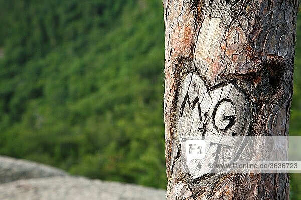 Initials carved in tree at Cathedral Ledge State Park in Bartlett  New Hampshire.