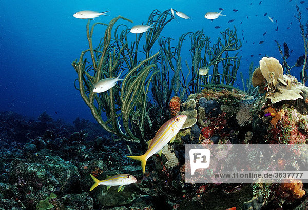 Coral reef with colorful fish  Belize  Caribbean  Central America