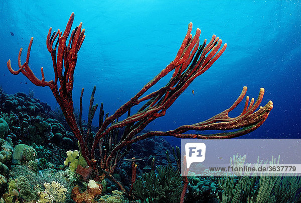 Red sponge on coral reef  Belize  Caribbean  Central America