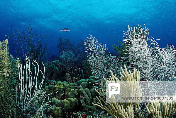 Coral reef  Bonaire  Netherlands Antilles  Caribbean