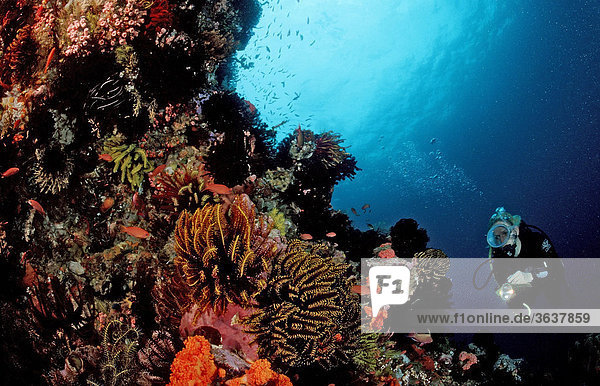 Taucherin an Korallenriff  Komodo  Indo-Pazifik  Indonesien  Südostasien