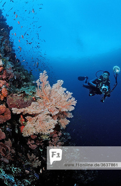 Unterwasserfotograf an Korallenriff  Raja Ampat  Irian Jaya  West Papua  Indo-Pazifik  Indonesien  Südostasien
