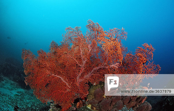 Rote Riesen-Gorgonie (Gorgonaria sp.)  Indischer Ozean  Indonesien  Südostasien