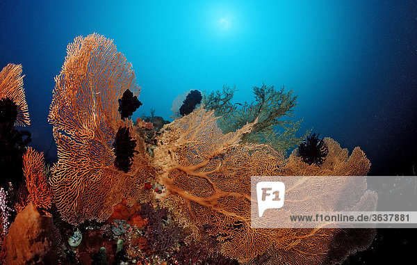 Korallenriff mit Gorgonie (Gorgonaria sp.)  Indischer Ozean  Indonesien  Südostasien