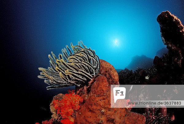 Federstern (Crinoidea) auf Korallenriff  Komodo  Indo-Pazifik  Indonesien  Südostasien