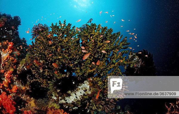 Korallenriff mit Fahnenbarschen (Anthiinae sp.)  Komodo  Floressee  Indonesien  Südostasien