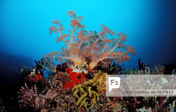 Korallenriff mit Weichkoralle (Alcyonaria sp.)  Komodo  Floressee  Indonesien  Südostasien