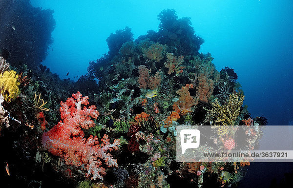 Korallenriff  Komodo  Floressee  Indonesien