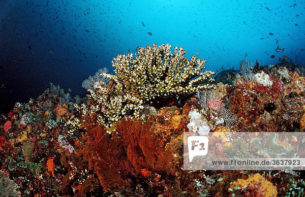 Korallenriff  Komodo  Floressee  Indonesien