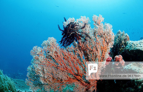 Sea Fan (Gorgonaria sp.) with Crinoid (Crinoidea)  Manado  Sulawesi  Celebes Sea  Indonesia