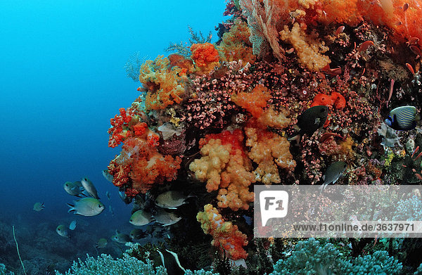 Buntes Korallenriff mit Weichkorallen (Alcyonaria sp.)  Komodo  Indischer Ozean  Indonesien