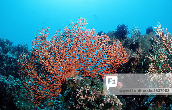 Gorgonie in Korallenriff (Gorgonaria sp.)  Bali  Indischer Ozean  Indonesien