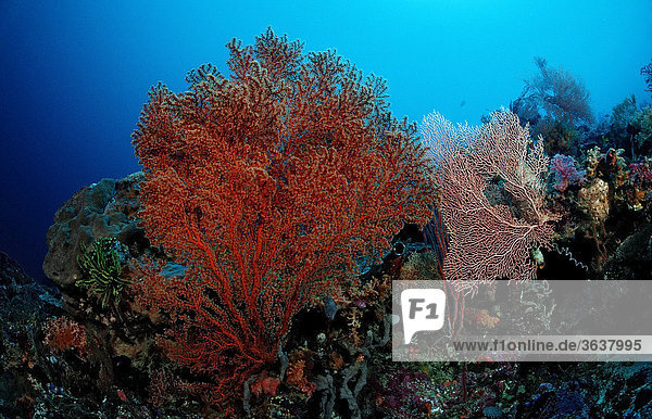 Korallenriff mit Gorgonie (Gorgonaria sp.)  Komodo Nationalpark  Indischer Ozean  Indonesien
