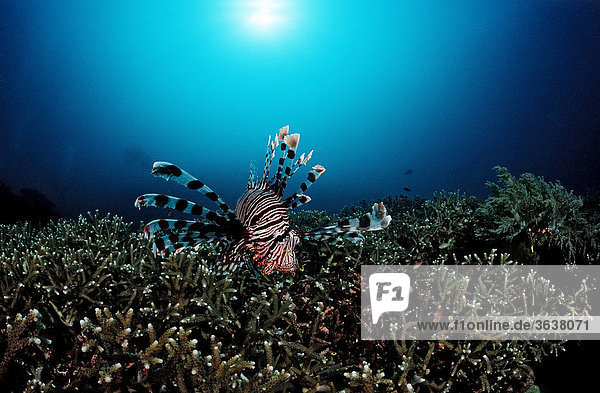 Rotfeuerfisch (Pterois volitans) über Hartkorallenriff (Acropora grandis)  Komodo  Indo-Pazifik  Indonesien