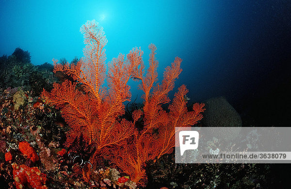 Korallenriff mit Gorgonie (Gorgonaria sp.)  Wakatobi  Celebes-See  Sulawesei  Indonesien
