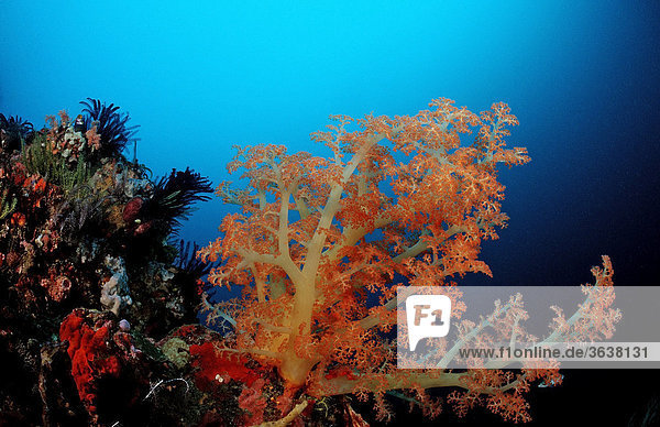 Korallenriff mit bunten Weichkorallen (Alcyonaria sp.)  Komodo  Indo-Pazifik  Indonesien  Asien