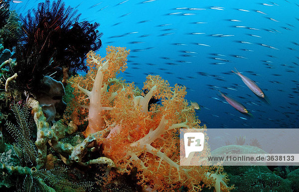 Korallenriff mit Fischschwarm und Weichkorallen  Komodo  Indo-Pazifik  Indonesien  Asien Fischschwarm
