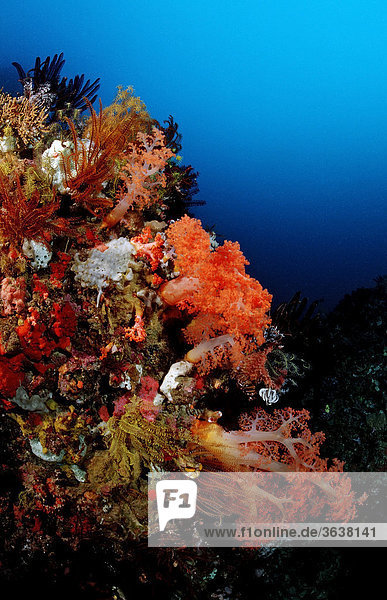 Korallenriff mit Federsternen und Weichkorallen  Komodo  Indo-Pazifik  Indonesien  Asien