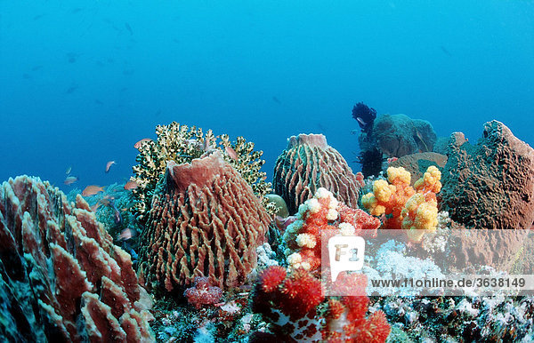 Korallenriff mit Tonnenschwamm  Komodo  Indo-Pazifik  Indonesien  Asien