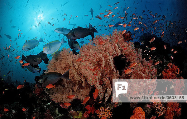 Graue Doktorfische am Korallenriff (Acanthurus mata)  Komodo  Indo-Pazifik  Indonesien  Asien