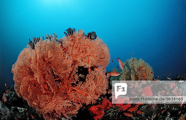 Korallenriff mit Gorgonien  Raja Ampat  Irian Jaya  West Papua  Indo-Pazifik  Indonesien  Asien