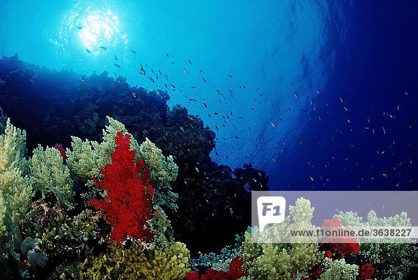 Riff mit Weichkorallen  Dahab  Sinai  Rotes Meer  Ägypten