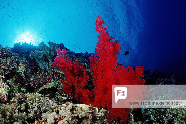 Farbenreiches Korallenriff  Taba  Sinai  Rotes Meer  Ägypten