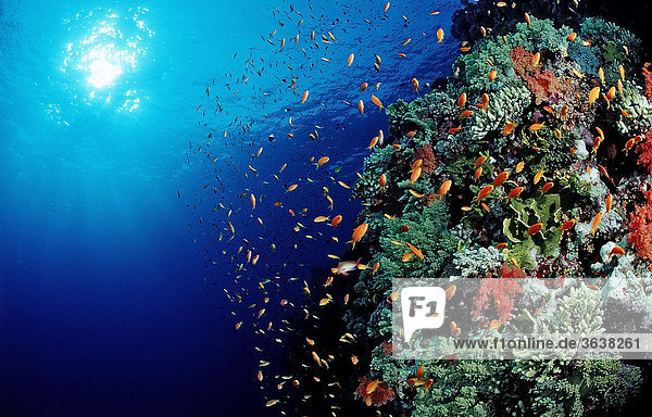 Buntes Korallenriff mit Fahnenbarschen (Pseudanthias squamipinnis)  Safaga  Rotes Meer  Aegypten