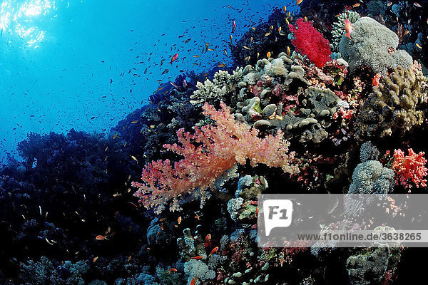 Korallenriff mit Weichkorallen  Marsa Alam  Rotes Meer  Ägypten