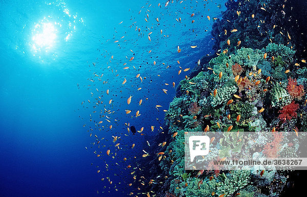 Korallenriff mit Fahnenbarschen (Pseudanthias squamipinnis)  Safaga  Rotes Meer  Ägypten
