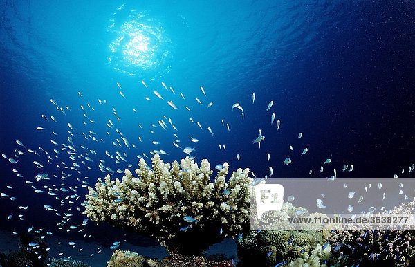 Korallen mit Riffbarschen (Chromis viridis)  Nuweiba  Sinai  Rotes Meer  Ägypten  Afrika