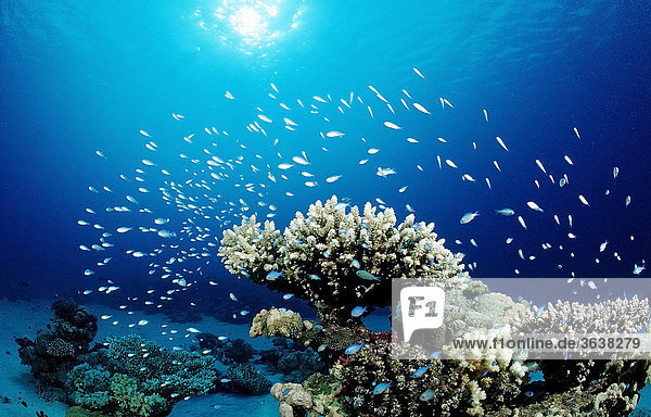 Korallen mit Riffbarschen (Chromis viridis)  Nuweiba  Sinai  Rotes Meer  Ägypten  Afrika
