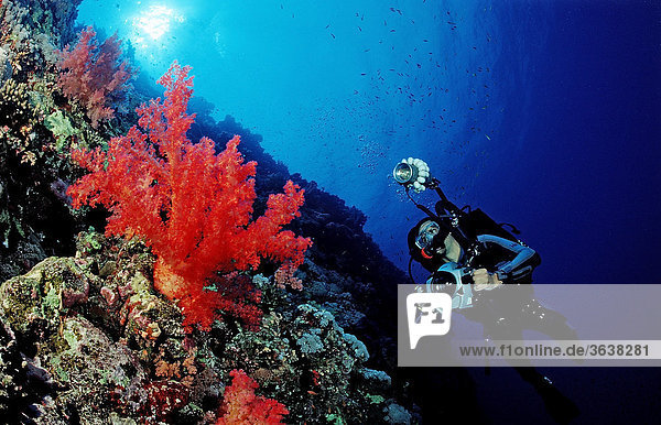 Taucher an Korallenriff  Elphinstone  Rotes Meer  Ägypten  Afrika