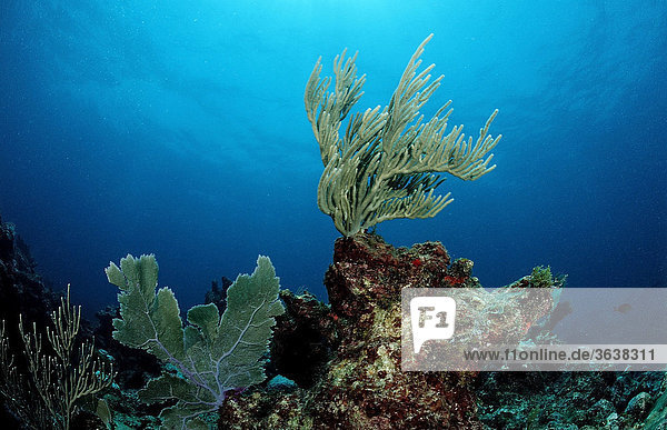 Caribbean coral reef  Caribbean Sea  Cuba  Caribbean