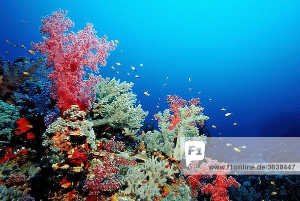 Korallenriff mit Weichkorallen  Rotes Meer  Sudan
