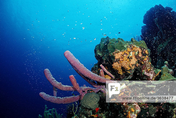 Caribbean coral reef  Tobago  Caribbean Sea