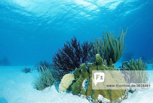 Korallen auf Sandgrund  Trinidad  Karibik