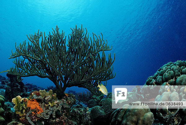 Caribbean coral reef  Trinidad  Caribbean Sea