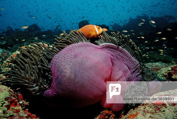 Malediven-Anemonenfisch (Amphiprion nigripes) in pinker Prachtanemone (Heteractis magnifica)  Malediven  Indischer Ozean