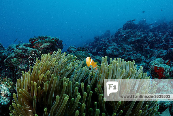Malediven-Anemonenfisch (Amphiprion nigripes) in Prachtanemone (Heteractis magnifica)  Malediven  Indischer Ozean