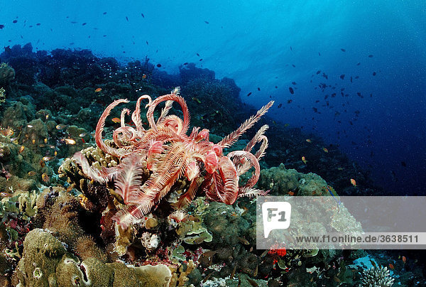Malediven-Haarstern (Dichrometra flagellata) und Korallenriff  Indischer Ozean  Malediven