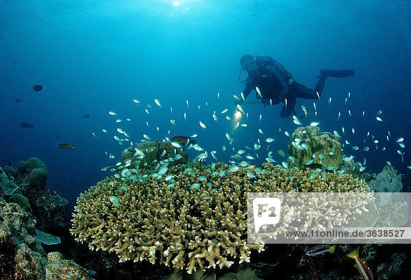 Taucher und Tischkoralle mit Korallenfischen (Chromis viridis)  Indischer Ozean  Malediven