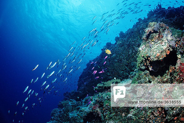 Fischschwarm an Korallenriff  Palau  Mikronesien  Pazifik