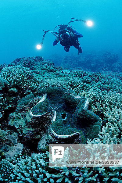 Große Mördermuschel (Tridacna squamosa) und Taucher  Palau  Mikronesien  Pazifik