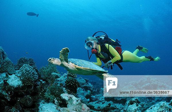 Karettschildkröte (Eretmochelys imbricata) und Taucher  Malediven  Indischer Ozean
