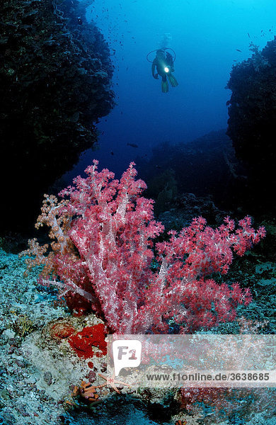 Taucher und Korallenriff  Malediven  Indischer Ozean