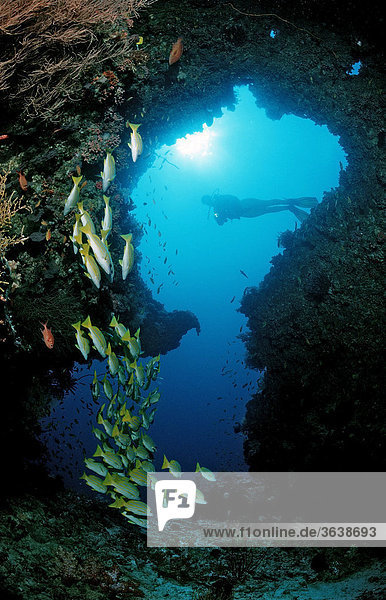 Scuba diver and a coral reef  Maldive Islands  Indian Ocean