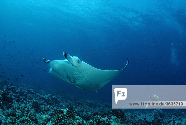 Manta Ray (Manta birostris) and a scuba diver  Maldives  Indian Ocean